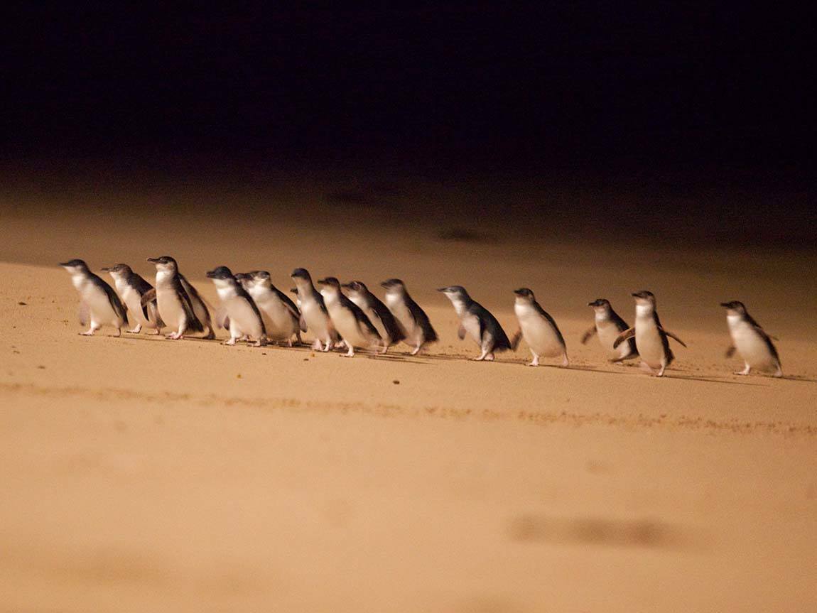 Penguin parade, Phillip Island Nature Park, Phillip Island, Victoria, Australia